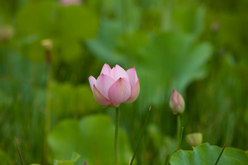 Obraz premium Lotus