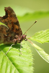 Polygonia c-album