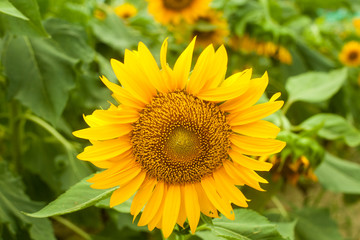 sunflower