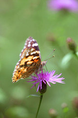 Cynthya cardui - Painted Lady 02