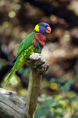 lori a nuque verte,trichoglossus haematodus haematodus