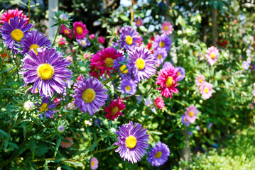 Colorful Wild Daisies