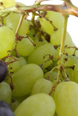 grappe raisin blanc