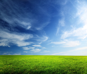 Fototapeta premium field of spring grass and sunset
