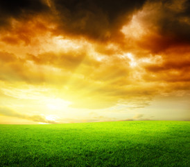 Fototapeta na wymiar trawy i słońca