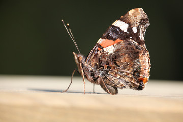 Vanessa atlanta -  (Red Admiral)