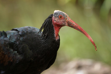 ibis chauve ,geronticus eremita