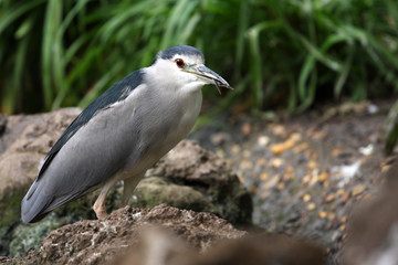 Fototapeta premium bihoreau gris,nycticorax nycticorax
