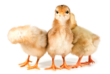 three chicks on white background