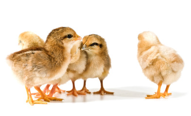 Fototapeta premium group of chicks on white background