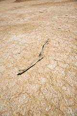 stick on the desert