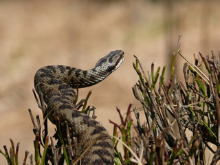 Kreuzotter, Vipera berus, Weibchen