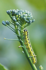 yellow caterpillar