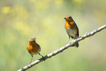 Pareja de petirrojos