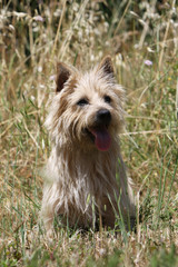 moment de repos pour le cairn terrier assis de face. joyeux