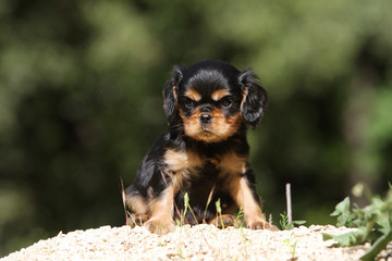 très jeune chiot cavalier king charles noir et feu en extérieur