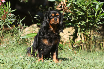 cavalier king charles spaniel noir et feu adulte assis de face