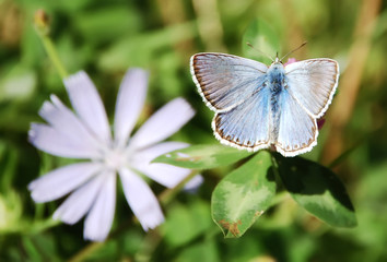 beautiful butterfly and flower