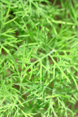 green dill
