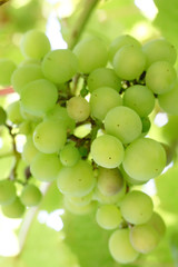 white grapes
