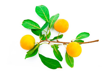 Three yellow plums on a branch on a white background