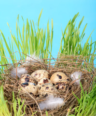 Obraz premium motley eggs at nest.