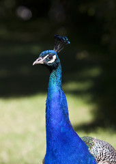 Fototapeta premium Peacock with short focal depth