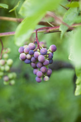 Grapes on the vine