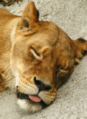 Obraz premium A lion cub sleeps, put out a tongue.
