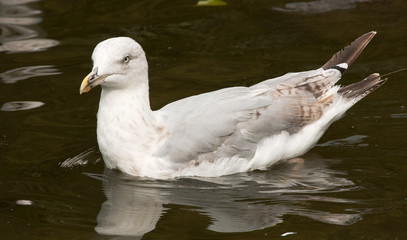 Seagull losing 'youth' plumage