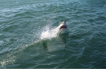 Great white shark, Hermanus, South African Republic