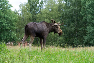elch moose