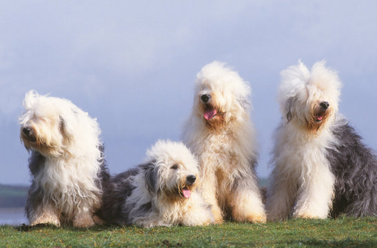 quatre bobtails sur le rivage,poils au vent. Famille de chiens