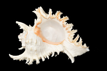 Shell © haveseen