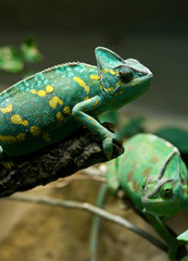 chamäleon weibchen