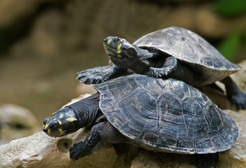 Obraz premium wasserschildkröten