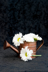 watering can with flowers against black background