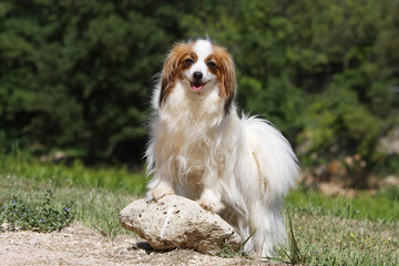 chien épagneul nain continental immobile en position fière