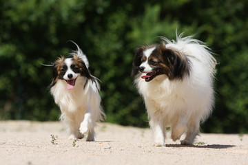 m&egrave;re &eacute;pagneul phal&egrave;ne et son chiot qui se prom&egrave;nent