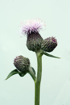Acker-Kratzdistel