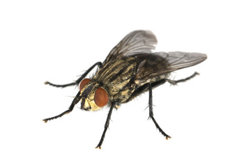 Fliege, Brachycera © Ruckszio