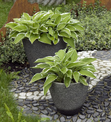 Funkie, Hosta, Steinkuebel