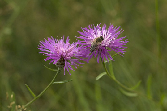 Flockenblume, Biene