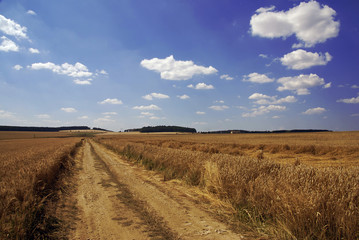 Fototapeta premium Wheat field