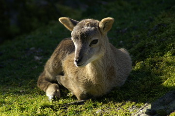 Obraz premium Rehkitz