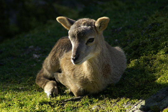 Rehkitz
