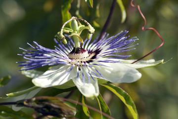 Passionsblume, Passiflora x caerulea-racemosa