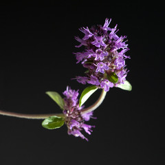 Quendel, Feldthymian, Thymus serpyllum