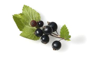 Schwarze Johannisbeeren