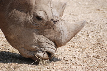 Obraz premium rhinoceros